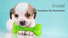  Presentation with bone - 