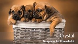  Presentation with dogs - 