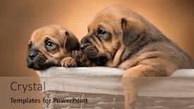  Presentation with dogs - 