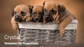  Presentation with dogs - 