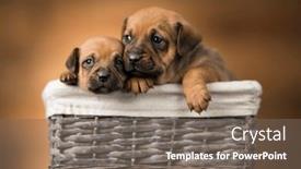  Presentation with dogs - 