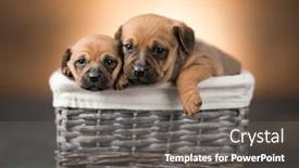  Presentation with dogs - 