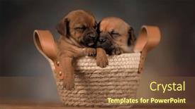  Presentation with dogs - 