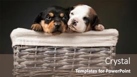  Presentation with dogs - 