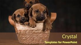  Presentation with dogs - 