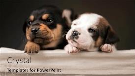  Presentation with dogs - 