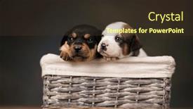  Presentation with dogs - 