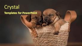  Presentation with dogs - 