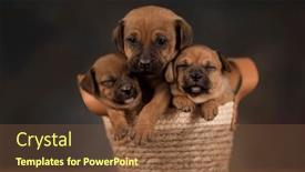  Presentation with dogs - 