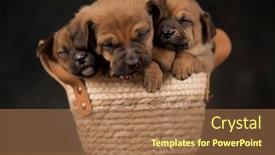  Presentation with dogs - 