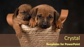  Presentation with dogs - 