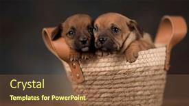  Presentation with dogs - 