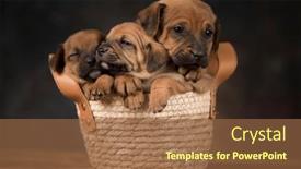  Presentation with dogs - 