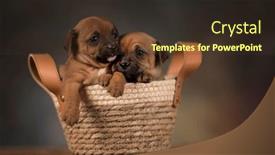  Presentation with dogs - 