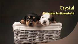  Presentation with dogs - 