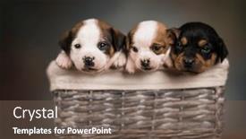  Presentation with dogs - 