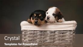  Presentation with dogs - Theme with little-dogs-in-a-wicker background and a violet colored foreground