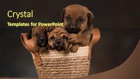  Presentation with dogs - Presentation theme enhanced with little-dogs-in-a-wicker background and a wine colored foreground