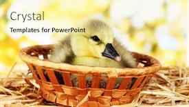  Presentation with straw - Colorful PPT layouts enhanced with little-duckling-in-wicker-basket backdrop and a blonde colored foreground