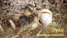  Presentation with pharma engineering drying - PPT theme consisting of little duckling newly hatched drying background and a tawny brown colored foreground
