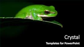  Presentation with end - Beautiful theme featuring little dwarf green tree frog on the end of a leaf backdrop and a black colored foreground