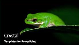  Presentation with end - Audience pleasing slide deck consisting of little dwarf green tree frog on the end of a leaf backdrop and a black colored foreground