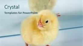  Presentation with chick - Audience pleasing slides consisting of little easter chick reflected backdrop and a sky blue colored foreground