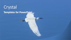  Presentation with blue water - Audience pleasing slide deck consisting of little-egret-bird-flying-over backdrop and a teal colored foreground