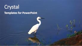  Presentation with india - Beautiful PPT theme featuring little egret bird in kolleru backdrop and a ocean colored foreground