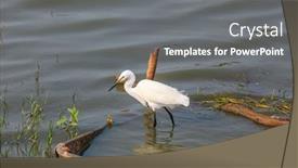  Presentation with india - Cool new theme with little-egret-bird-in-kolleru backdrop and a gray colored foreground