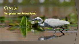 Presentation with fishing - Beautiful presentation theme featuring little-egret-fishing-in-natural backdrop and a tawny brown colored foreground