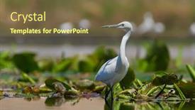 Presentation with fishing - PPT theme featuring little-egret-fishing-in-natural background and a tawny brown colored foreground