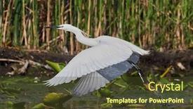  Presentation with fishing - Colorful PPT theme enhanced with little-egret-fishing-in-natural backdrop and a tawny brown colored foreground