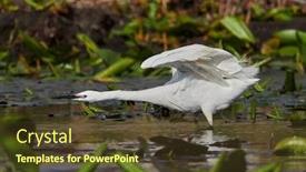  Presentation with fishing - Presentation having little-egret-fishing-in-natural background and a tawny brown colored foreground