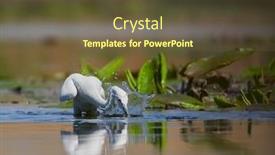  Presentation with fishing - Audience pleasing slide set consisting of little-egret-fishing-in-natural backdrop and a tawny brown colored foreground