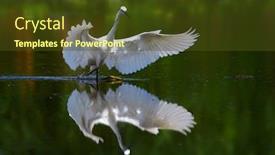  Presentation with fishing - PPT layouts featuring little-egret-fishing-in-natural background and a tawny brown colored foreground