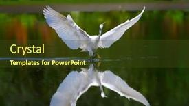  Presentation with fishing - Theme enhanced with little-egret-fishing-in-natural background and a tawny brown colored foreground