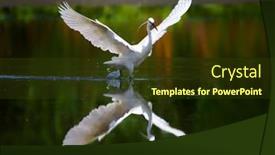  Presentation with fishing - Amazing PPT layouts having little-egret-fishing-in-natural backdrop and a tawny brown colored foreground