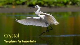  Presentation with fishing - PPT layouts with little-egret-fishing-in-natural background and a tawny brown colored foreground