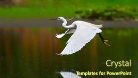  Presentation with fishing - Amazing slide set having little-egret-fishing-in-natural backdrop and a tawny brown colored foreground