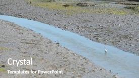  Presentation with refugee sanctuary immigrants illegal immigration - Presentation design enhanced with little egret in bird sanctuary background and a gray colored foreground