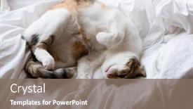  Presentation with fat - Colorful PPT layouts enhanced with little-fat-ginger-yellow-cat backdrop and a gray colored foreground