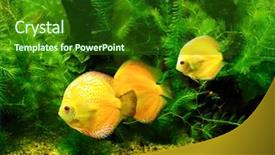  Presentation with fish aquarium - Theme consisting of little fishes in aquarium background and a forest green colored foreground