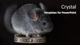  Presentation with nursery - PPT theme with little-fluffy-chinchilla background and a black colored foreground