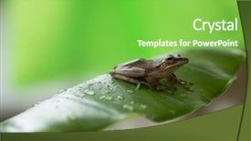  Presentation with green leaf - PPT theme with little frog on a green background and a  colored foreground
