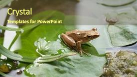  Presentation with water rain drop hanging on a fresh green leaf - Slide deck having little frog on a green background and a  colored foreground