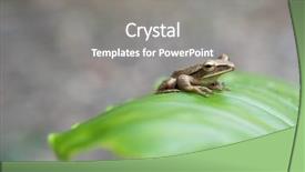  Presentation with green leaf - Audience pleasing PPT layouts consisting of little frog on a green backdrop and a  colored foreground