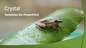  Presentation with water rain drop hanging on a fresh green leaf - PPT layouts enhanced with little frog on a green background and a  colored foreground