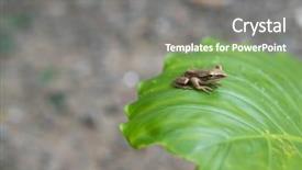  Presentation with green leaf - Colorful PPT theme enhanced with little frog on a green backdrop and a  colored foreground