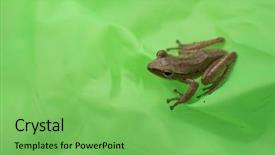  Presentation with water rain drop hanging on a fresh green leaf - Audience pleasing slide deck consisting of little frog on a green backdrop and a  colored foreground